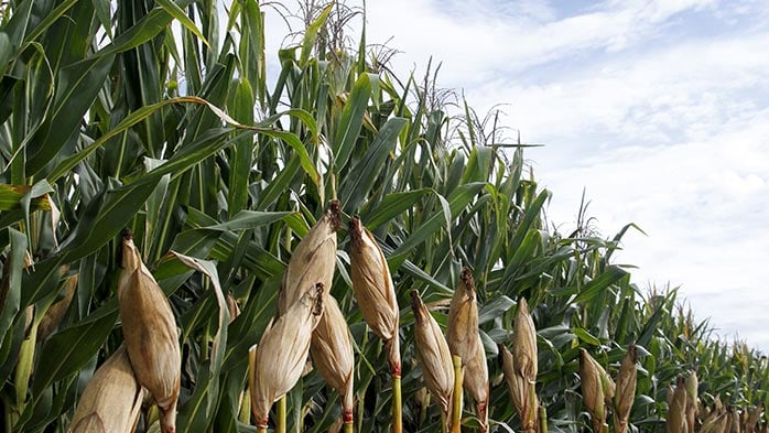 Drop in Safrinha corn area will cap Brazillian fertilizer demand