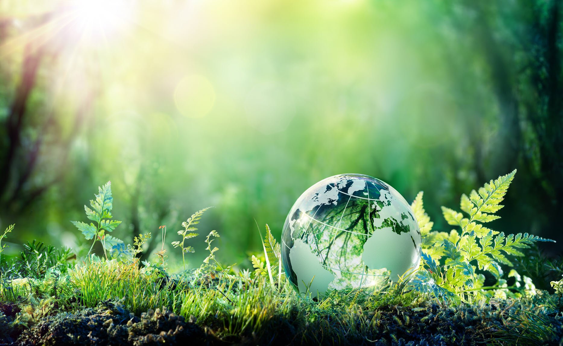Globe on moss in forest