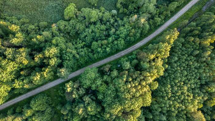 Aerial view of forest